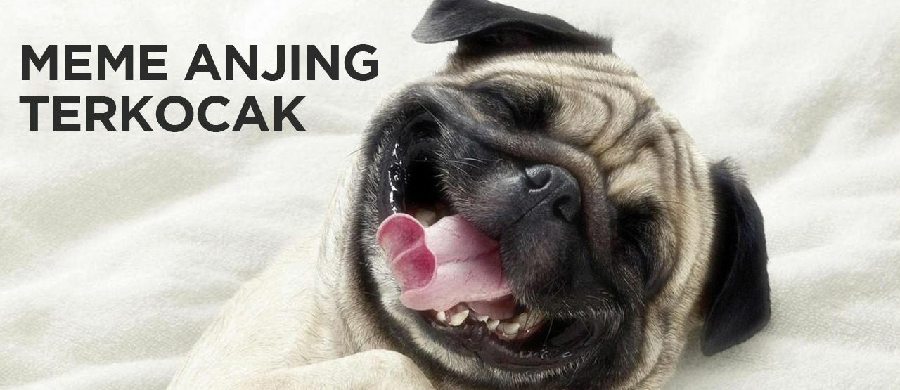 10 Meme Anjing Terkocak Bikin Kamu Ingin Berkata Kasar di  10 Meme Anjing Terkocak Bikin Kamu Ingin Berkata Kasar di
