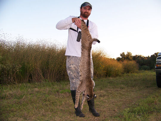 Ukuran Bobcat