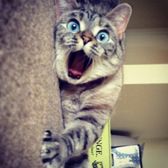 Cat 1