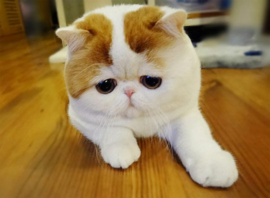 Cat 2