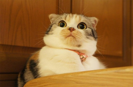 Cat 5