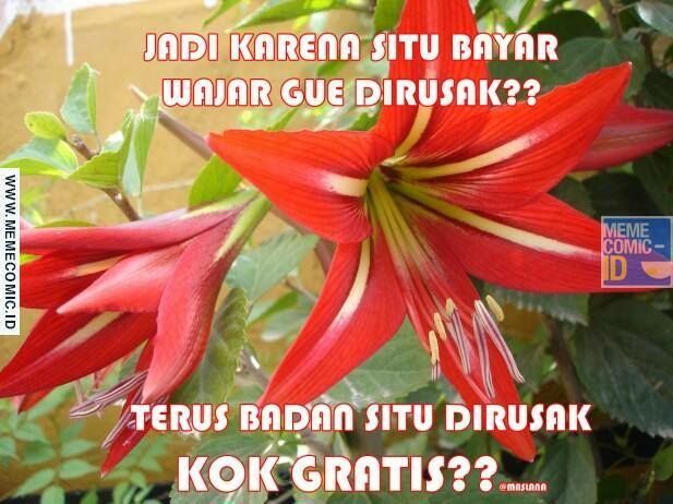 Meme Suka Suka Gue Dong Perusak Taman Bunga Amarillys 24