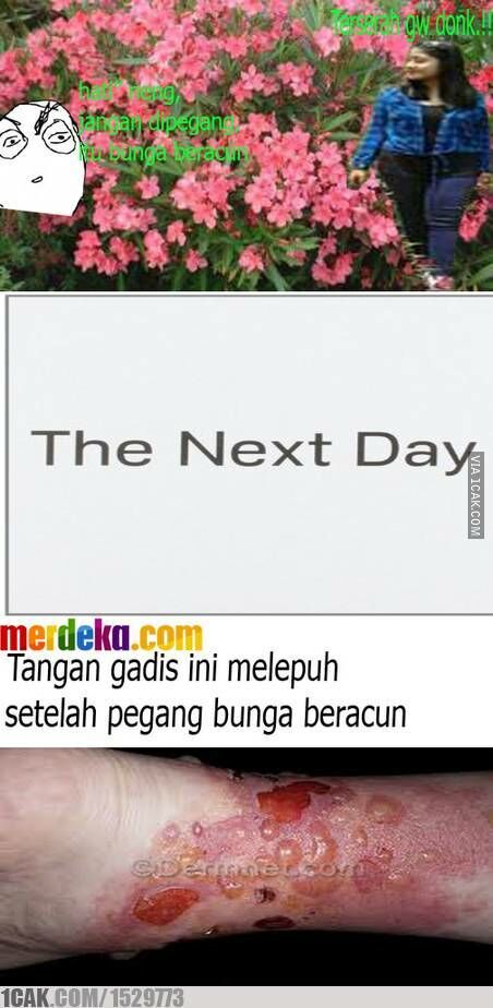 Meme Suka Suka Gue Dong Perusak Taman Bunga Amarillys 8
