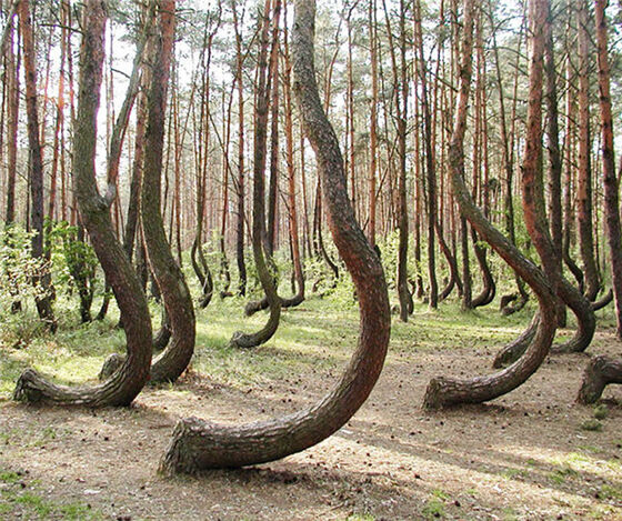 Hutan bengkok ini terletak di Polandia barat