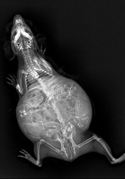gambar x-ray binatang 14