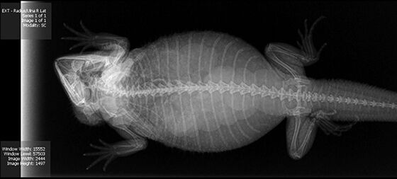 gambar x-ray binatang 15