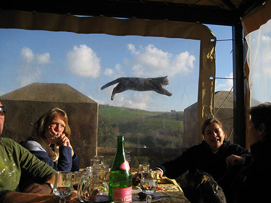 Photobomb Kucing 10