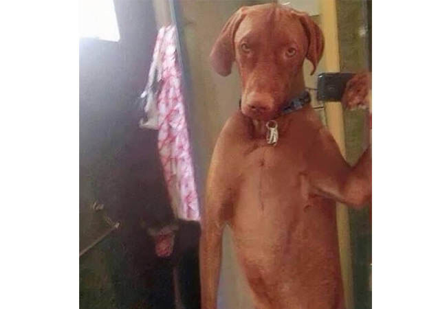 Dogfie10