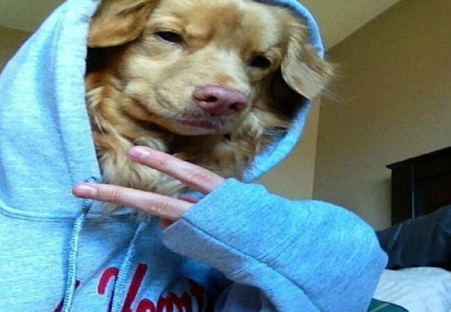 Dogfie2