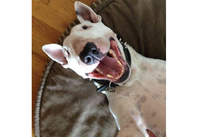 Dogfie3