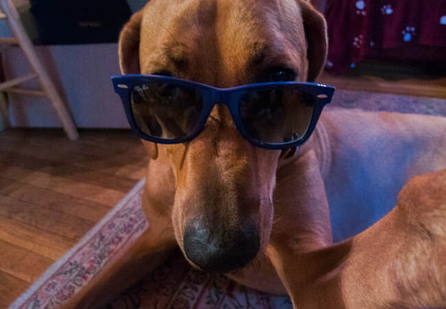 Dogfie9