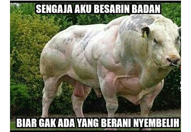 Meme Adha 9