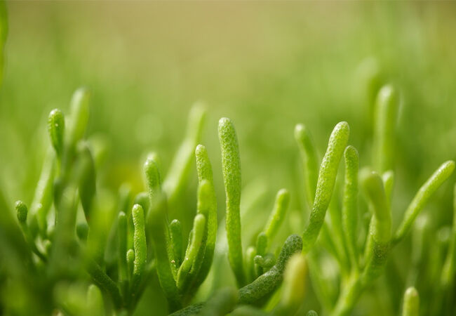 makanan-pengganti-nasi-1