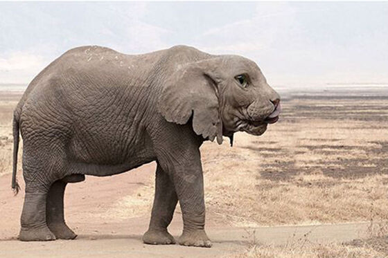 Catelephant Foto Photoshop Unik Gabungan Hewan