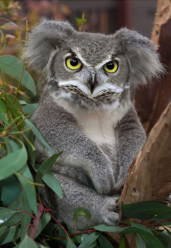 Koaowl Foto Photoshop Unik Gabungan Hewan