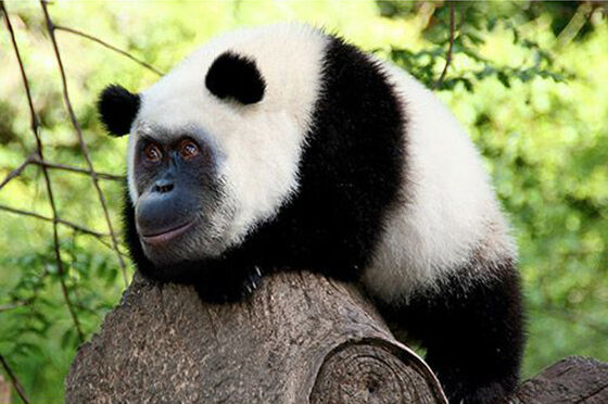 Orangupanda Foto Photoshop Unik Gabungan Hewan