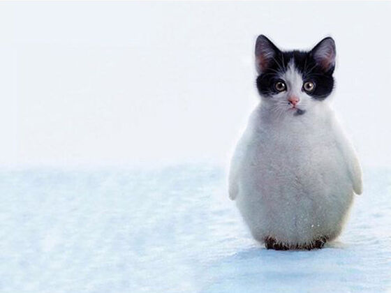 Penguitten Foto Photoshop Unik Gabungan Hewan