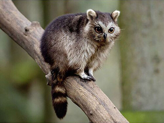 Racowl Foto Photoshop Unik Gabungan Hewan