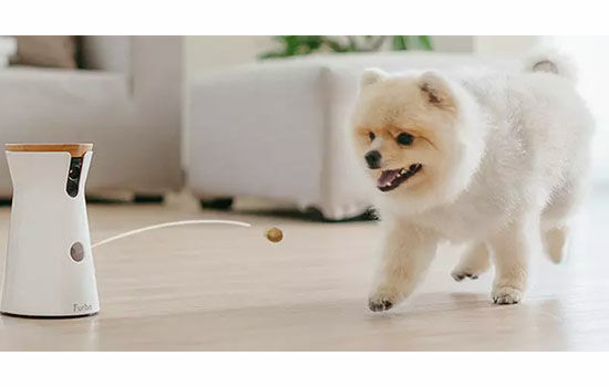 Furbo
