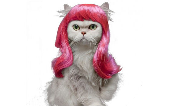 Pet Wig Penemuan Koplak Tidak Dijual