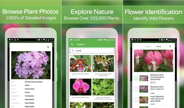 Plantsnap Identify Plants Flowers Trees More 6 5de9b