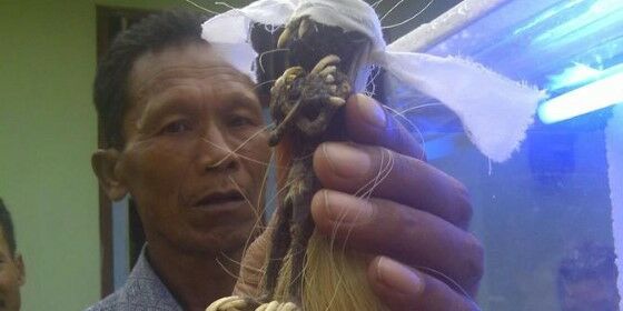 Monster Mengerikan Tertangkap Kamera 1 04991