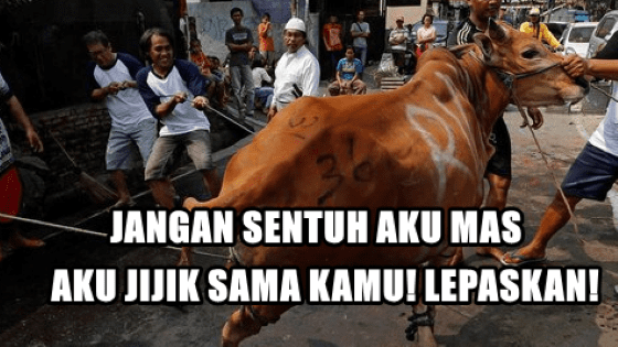 Meme Kocak Hewan Kurban 1 Df021