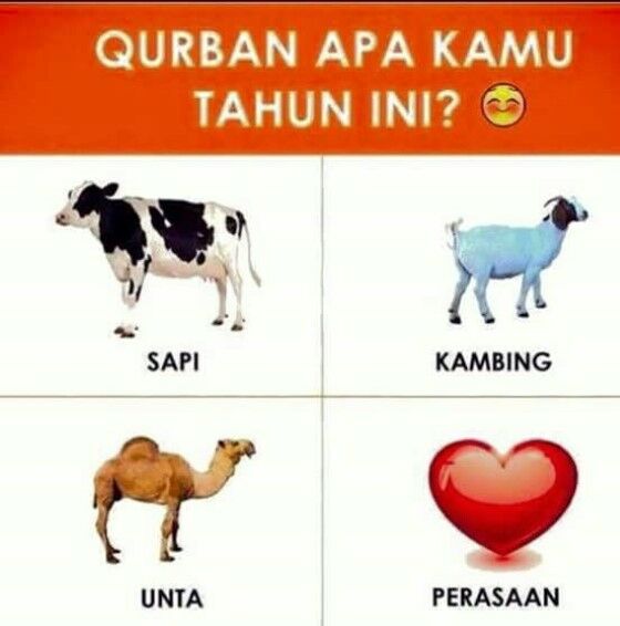 Meme Kocak Hewan Kurban 10 C7b06