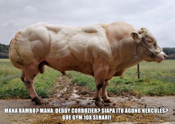 Meme Kocak Hewan Kurban 2 F4fbd