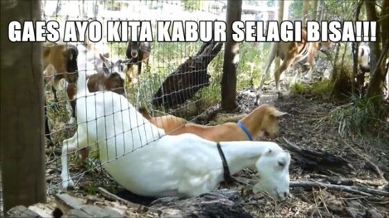 Meme Kocak Hewan Kurban 6 63d59