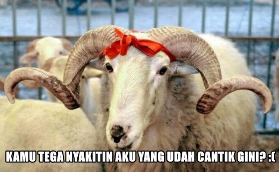 Meme Kocak Hewan Kurban 9 8dd4a