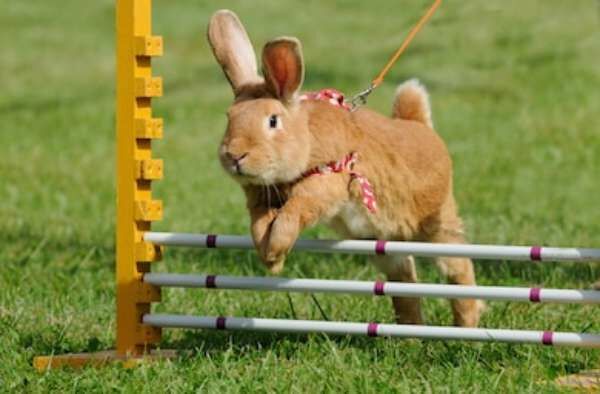 Rabbits Jump Competition Rabbithop Rabbit 260nw 85786123 Picsay 047c5