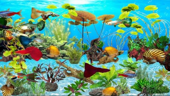 Wallpaper Aquarium Bergerak Windows 7 3 389fa