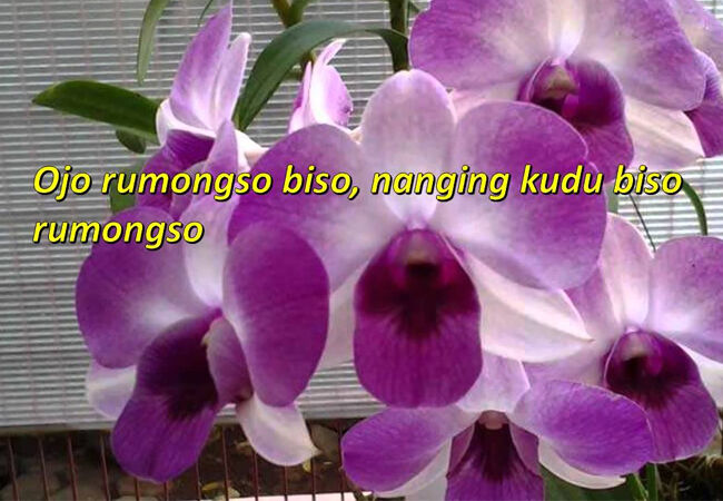 Kata Kata Lucu Bergambar Bahasa Jawa 3 745c8