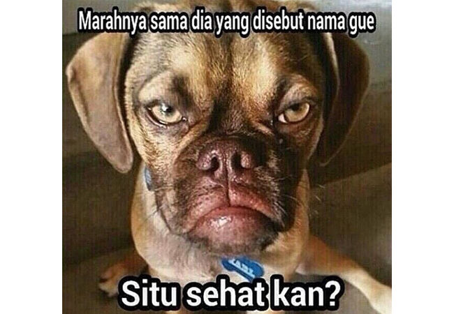 Kata Kata Lucu Bergambar Binatang 7 72274