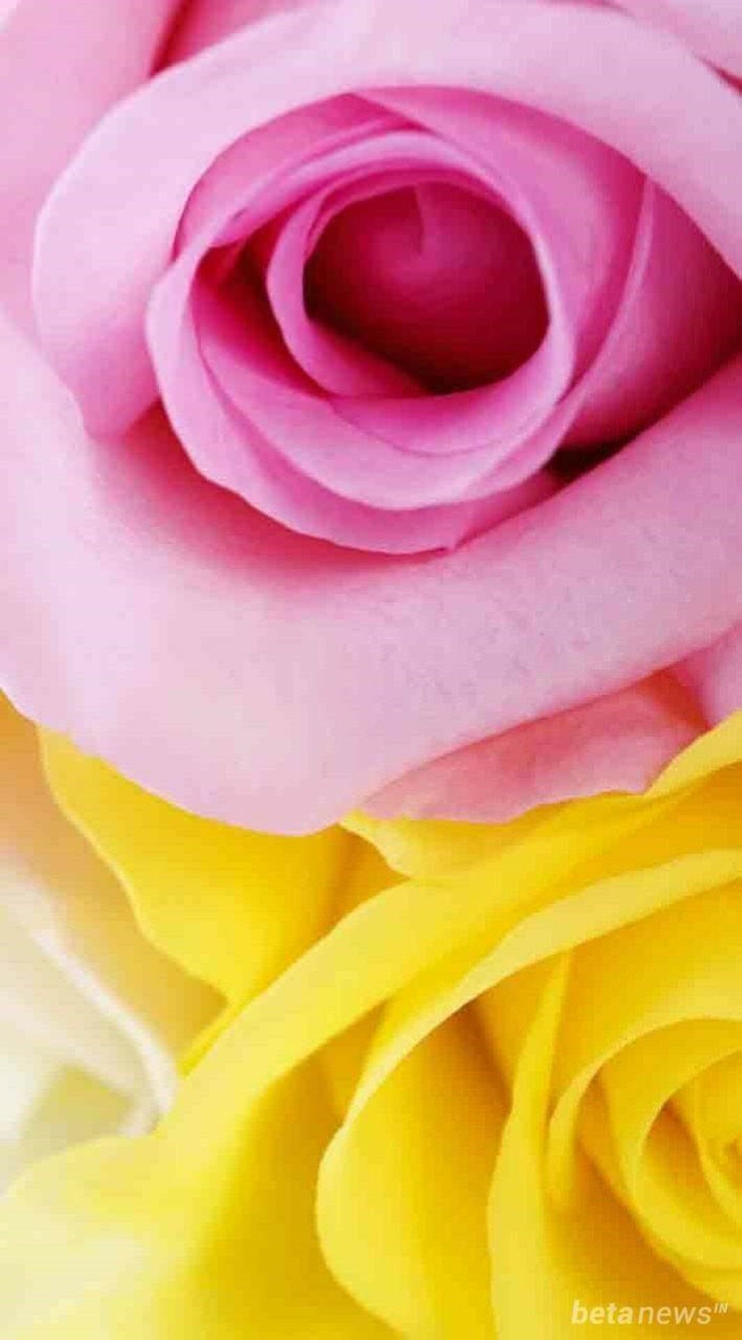 Желто розовая картинка
