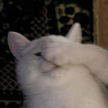 Foto Profil WA Couple Cat 1 D3206