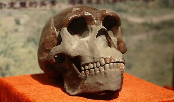 Peking Man D04dd