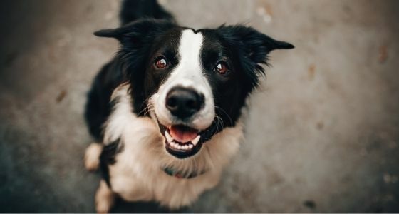 Anjing Tertular Covid 19 A2247