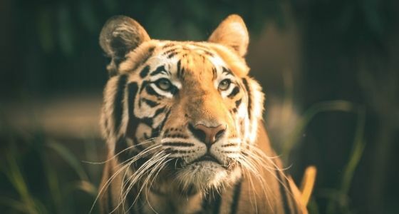 Hewan Harimau Terpapar Covid 19 E4582