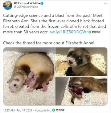 Elizabeth Anne Klon Musang Kaki Hitam 3e424