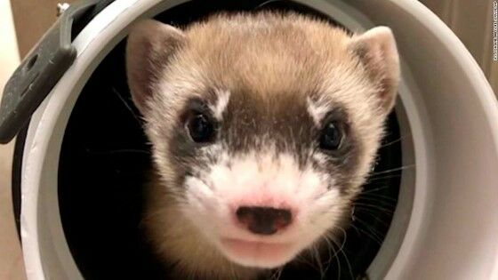 Kloning Musang Kaki Hitam Dari Musang Mati 30 Tahun 98dad