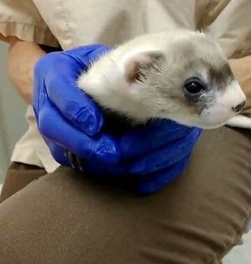 Musang Kaki Hitam Elizabeth Anne 01da7
