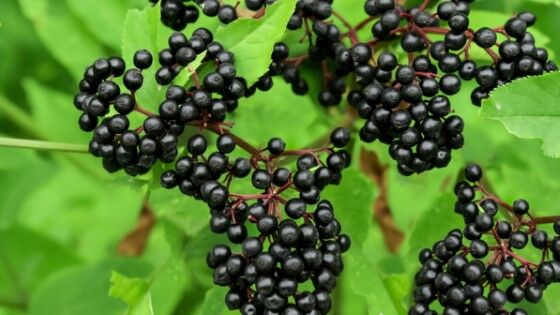Elderberry 3082b