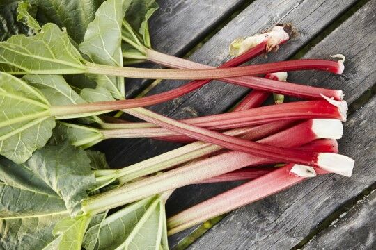 Rhubarb 3a877