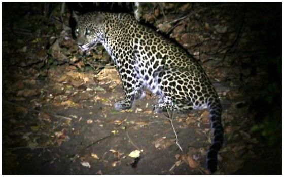 Macan Tutul Jawa Terekam Kamera 851d9