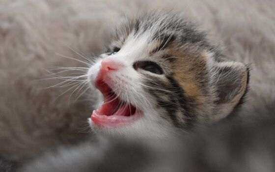 Usia Kucing 4 4fdf1