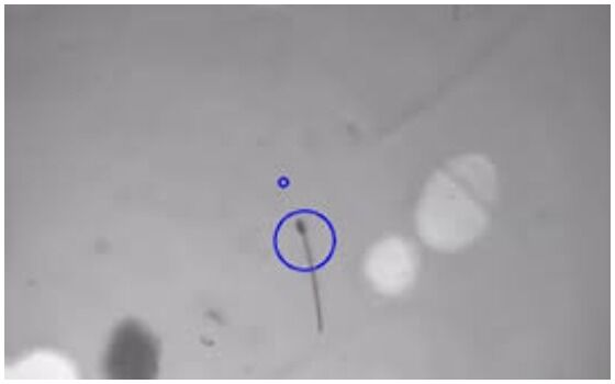 Teknologi Yang Mulai Dipakai Untuk Hubungan Seks Magnetosperm 9c8b5