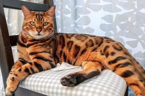 Toyger 403a0