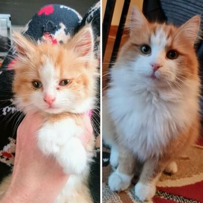 Foto Kucing Keren 8e6ca